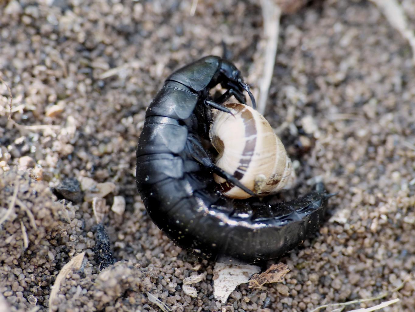 Larva di Silphidae con chiocciola